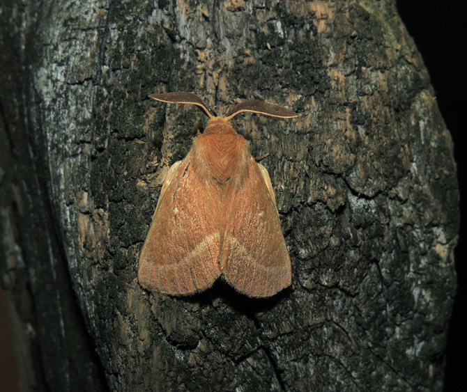 Lasiocampa trifolii Lasiocampidae